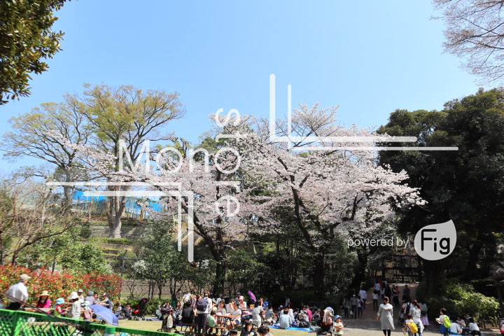 桜の写真 Cherry blossoms Photography 5036