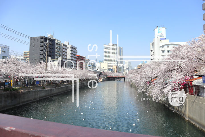 桜の写真 Cherry blossoms Photography 5121
