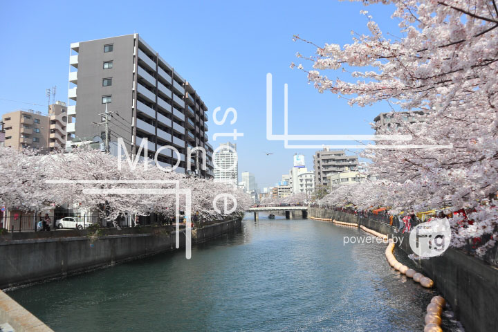桜の写真 Cherry blossoms Photography 5125