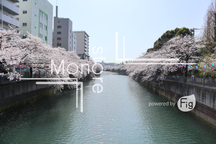 桜の写真 Cherry blossoms Photography 5130