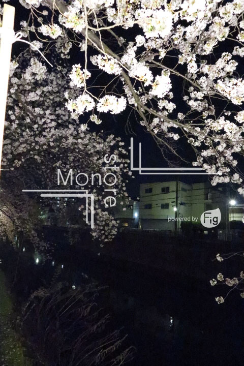桜の写真 Cherry blossoms Photography 5194