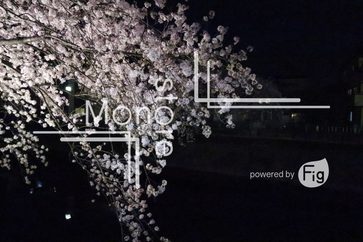 桜の写真 Cherry blossoms Photography 5199