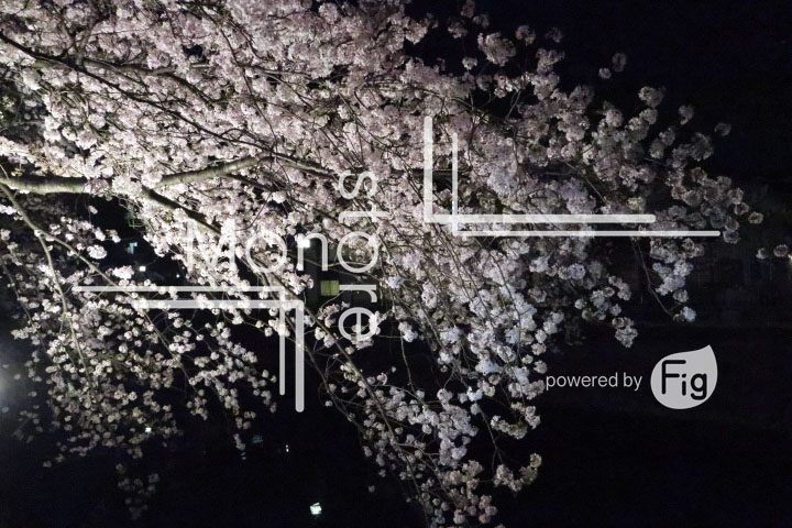 桜の写真 Cherry blossoms Photography 5203