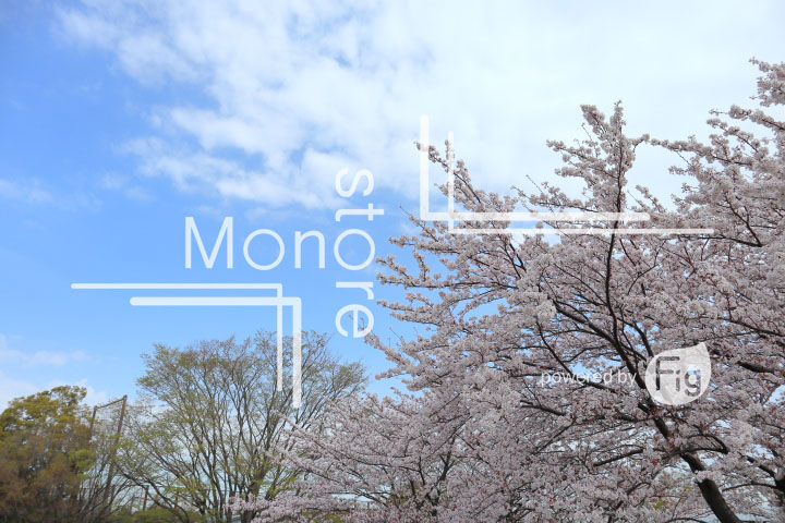 桜の写真 Cherry blossoms Photography 5238