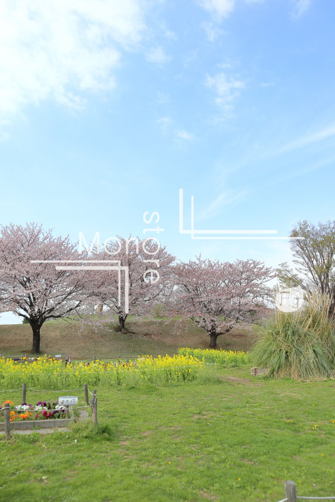 桜の写真 Cherry blossoms Photography 5258