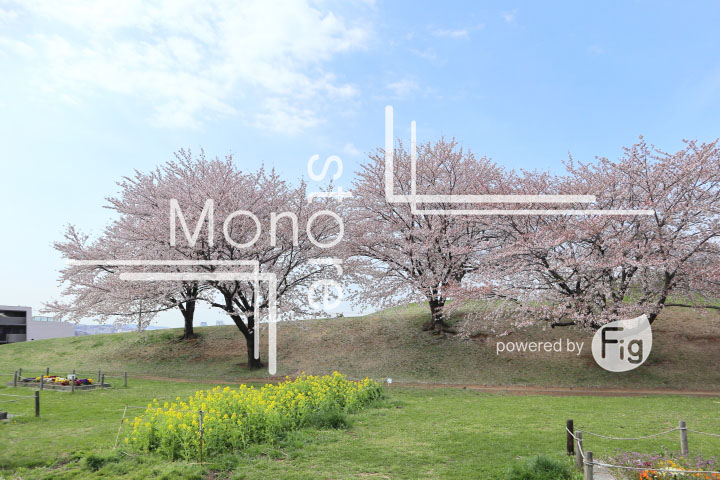 桜の写真 Cherry blossoms Photography 5263