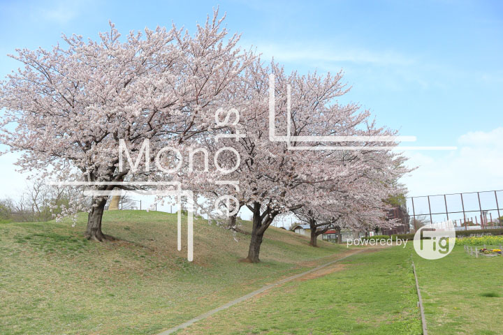 桜の写真 Cherry blossoms Photography 5277