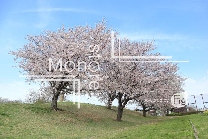 桜の写真 Cherry blossoms Photography 5279