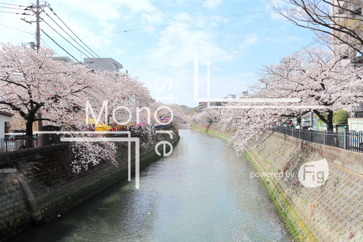 桜の写真 Cherry blossoms Photography 5303