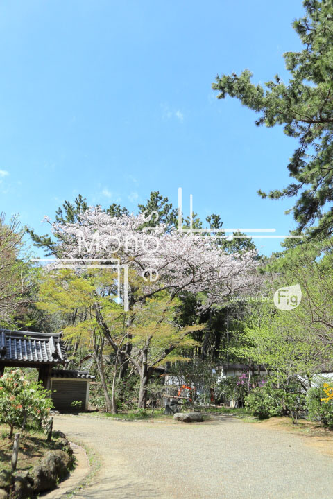 桜の写真 Cherry blossoms Photography 5314