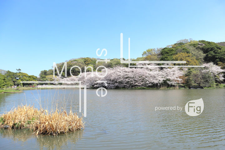 桜の写真 Cherry blossoms Photography 5335