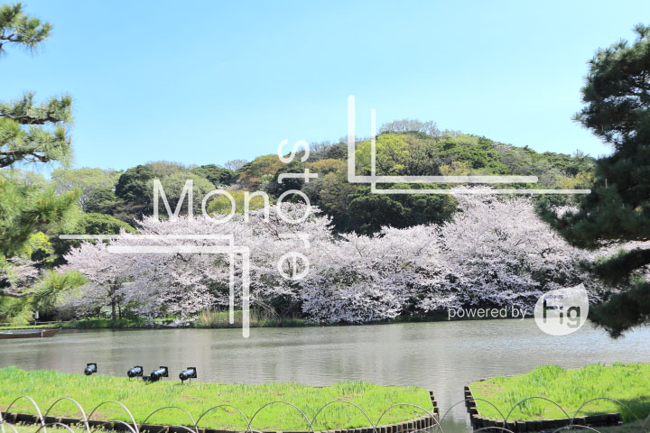 桜の写真 Cherry blossoms Photography 5348