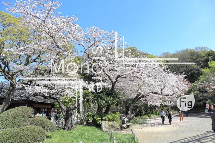 桜の写真 Cherry blossoms Photography 5369