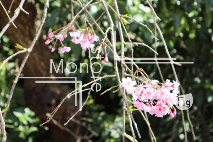桜の写真 Cherry blossoms Photography 5377