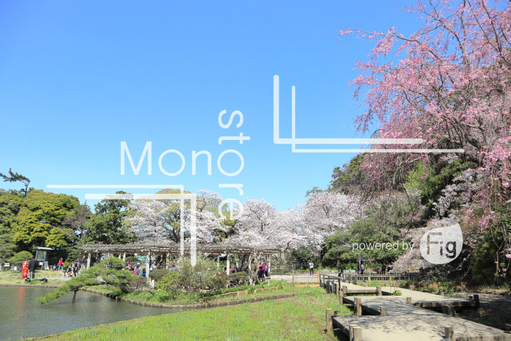 桜の写真 Cherry blossoms Photography 5381