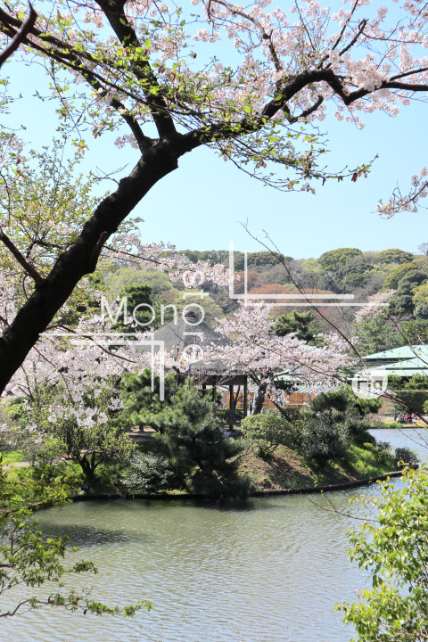 桜の写真 Cherry blossoms Photography 5385