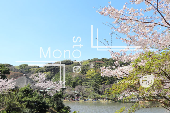 桜の写真 Cherry blossoms Photography 5407