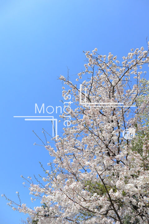 桜の写真 Cherry blossoms Photography 5408