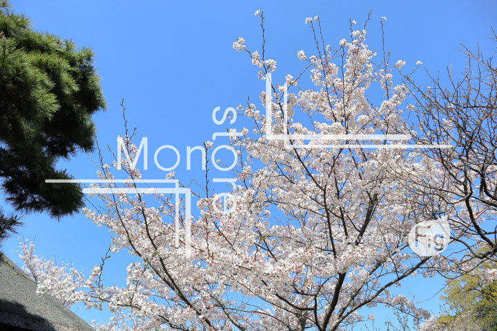 桜の写真 Cherry blossoms Photography 5411