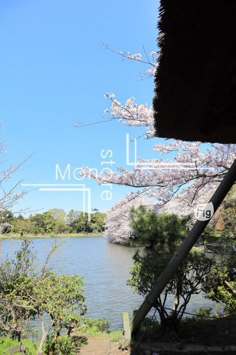 桜の写真 Cherry blossoms Photography 5418