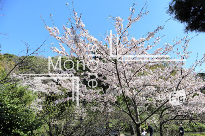 桜の写真 Cherry blossoms Photography 5420