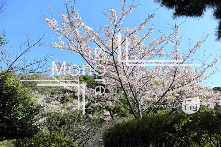 桜の写真 Cherry blossoms Photography 5422