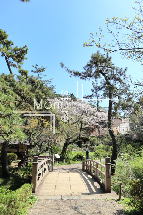 桜の写真 Cherry blossoms Photography 5430