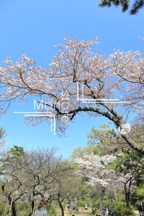 桜の写真 Cherry blossoms Photography 5440