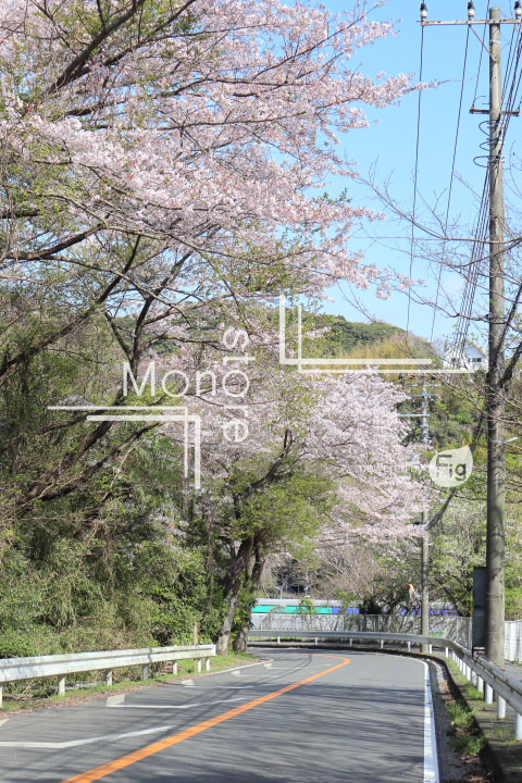 桜の写真 Cherry blossoms Photography 5471