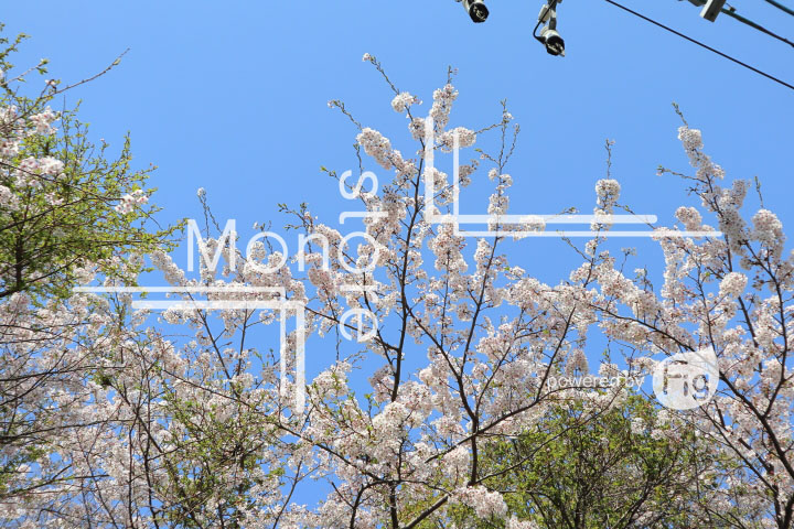 桜の写真 Cherry blossoms Photography 5475