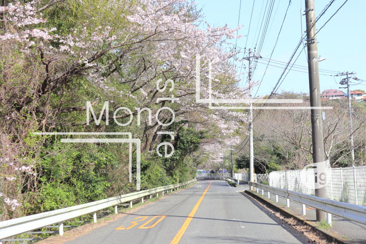 桜の写真 Cherry blossoms Photography 5476
