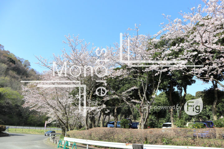 桜の写真 Cherry blossoms Photography 5501