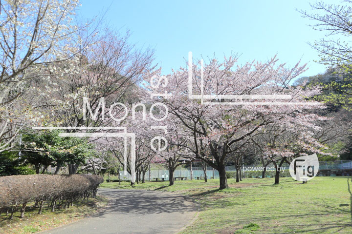 桜の写真 Cherry blossoms Photography 5523