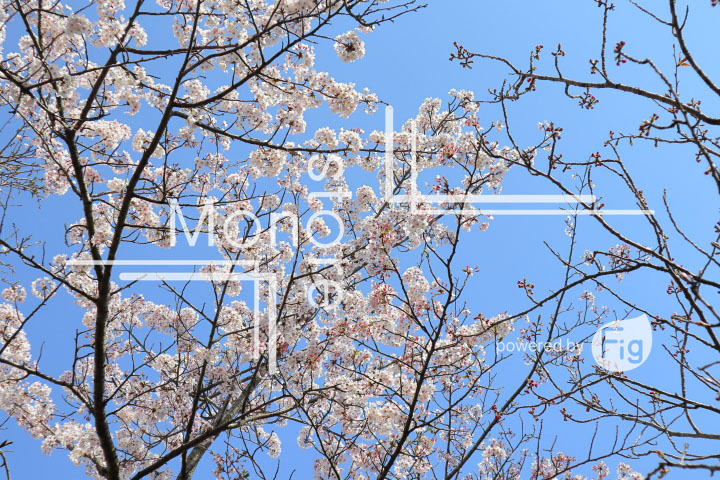 桜の写真 Cherry blossoms Photography 5528