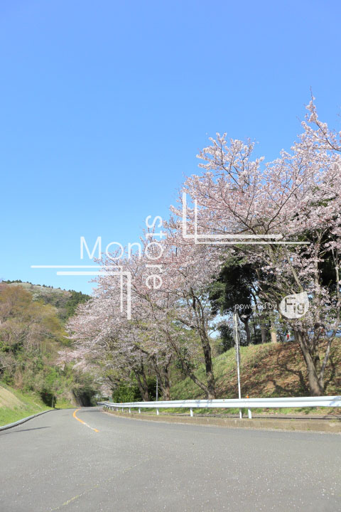 桜の写真 Cherry blossoms Photography 5542