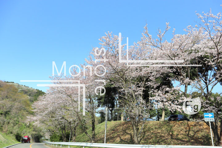 桜の写真 Cherry blossoms Photography 5543