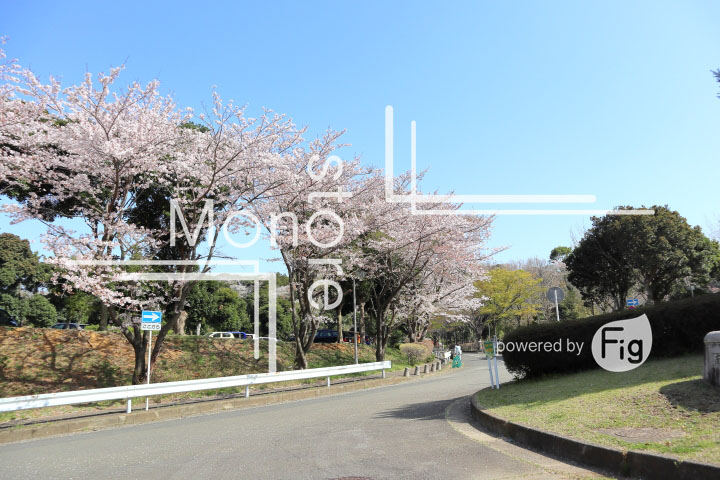 桜の写真 Cherry blossoms Photography 5544