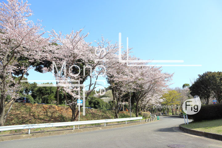 桜の写真 Cherry blossoms Photography 5545